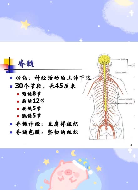 脊髓空洞与先天发育异常有关吗?