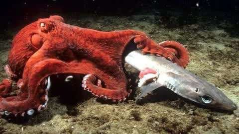 章鲨vs巨大鲳齿鱼图片