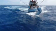 钓鱼人挑战巨型马林鱼，这鱼的力气真大，船都差点被拽翻了！