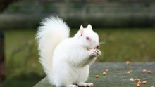 患有白化病的6种动物，全身白色也是一种独特的美