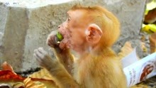 孤儿猴子阿克塞尔吃着最喜欢的食物，脏兮兮的好可怜！