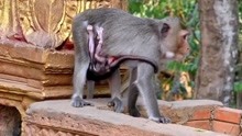 小猴唐纳德非常饿，挣扎着要喝奶，猴妈的举动让小猴想死的心都有