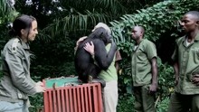 万物皆有灵，释放黑猩猩