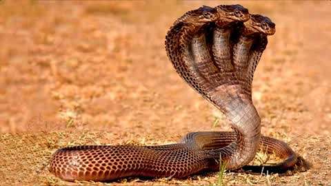 世界上有多少种蛇三头图片