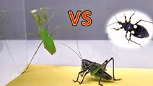 蝈蝈（螽斯）成功复仇螳螂，凶猛的蚱蜢VS杀手，看看谁更强大！