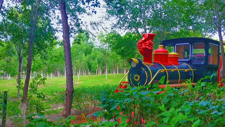 西青郊野公园小火车开动啦!