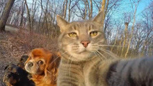 yoremahm主人的猫镜头感超强，出去游玩时喜欢和它的小伙伴们自拍。
