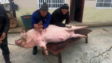 湖南29岁杀猪匠 手法利索捅刀有力 网友评价：这样杀猪有灵魂