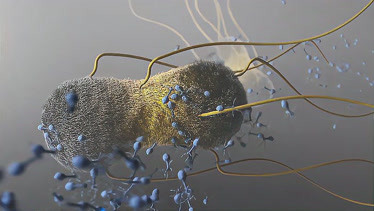 噬菌体侵染细菌图片