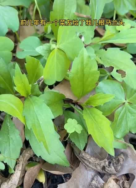 麻煩大家幫忙看看這個是不是馬蘭頭野菜,前幾年有個菜友給了我幾根