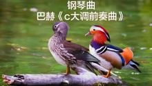 [图]钢琴《c大调前奏曲》，配上这温馨的画面，给人以安宁舒适的意境