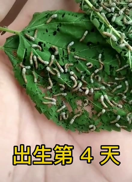 蚕宝宝出生第4天