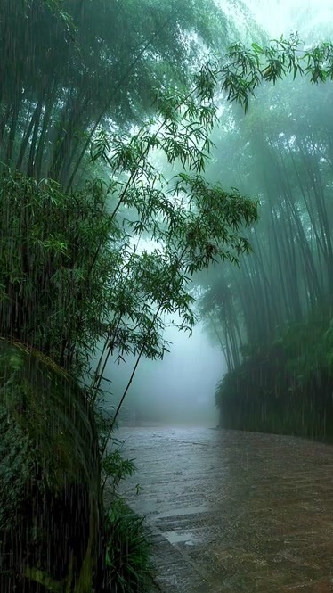 解壓這山林竹海惹了聚雨濃墨翠綠惹了相思治癒了人心0202雨後竹林