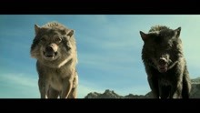 猎人救狼一命，狼王誓死护他一生，狼若回头，必有原由，励志影片