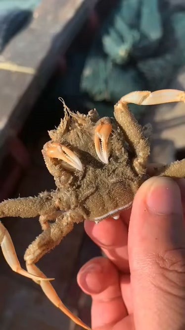 日本变异螃蟹13米图片