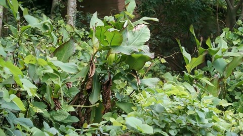 常见饲料植物,原产南美,块茎可做粉条—蕉芋(美人蕉科)