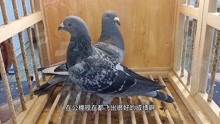 金福公棚创伤鸽，配一只詹森雌鸽，喜欢的就收藏吧！