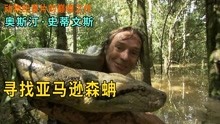 寻找巨型蟒蛇，动物纪录片的巅峰之作，《奥斯汀史蒂文斯》