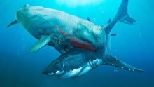 4个巨齿鲨的强大敌人，最强的鲸鱼梅氏利维坦鲸打得过巨齿鲨吗？