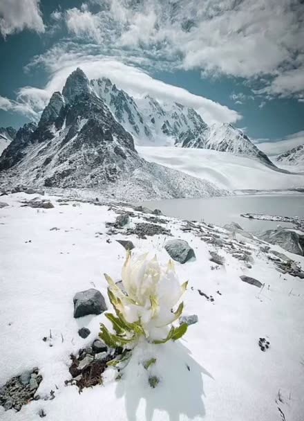 盛开的雪莲,圣洁美丽且高贵