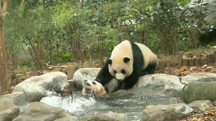 熊猫泡澡时遭同伴下“黑手”，险些溺死在池子里，熊猫：救命啊！