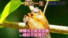 [图]蝉的一生：从幼虫窝藏地下，到爬出地面蜕变成蝉