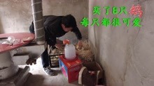 [图]农村小伙，花80元买了8只小鹅回来喂养，每只都很活跃