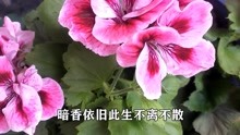 [图]月下思故人红蔷薇一首《红尘相守永相伴》甜蜜又好听，送给心爱人