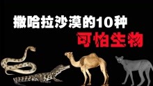 [图]10种生活在撒哈拉沙漠的动物，蝰蛇的可怕程度要远超我们的认知！