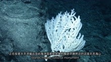 约翰斯顿环礁惊人的生物多样性!