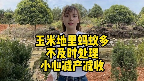 玉米地里蚂蚁多,不及时处理,小心减产减收