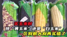 买玉米时，挑“黄玉米”还是“白玉米”？区别很大别再买错了 