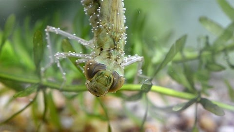 蜻蜓幼虫捕食过程