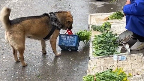 多多腳拍拍籃子的樣子真搞笑