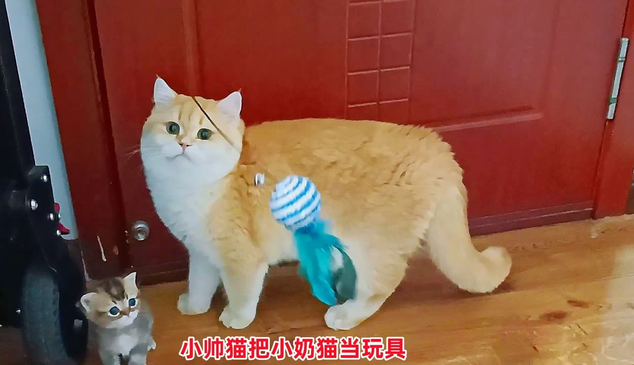 哎呦与偶像三胞胎奶猫图片