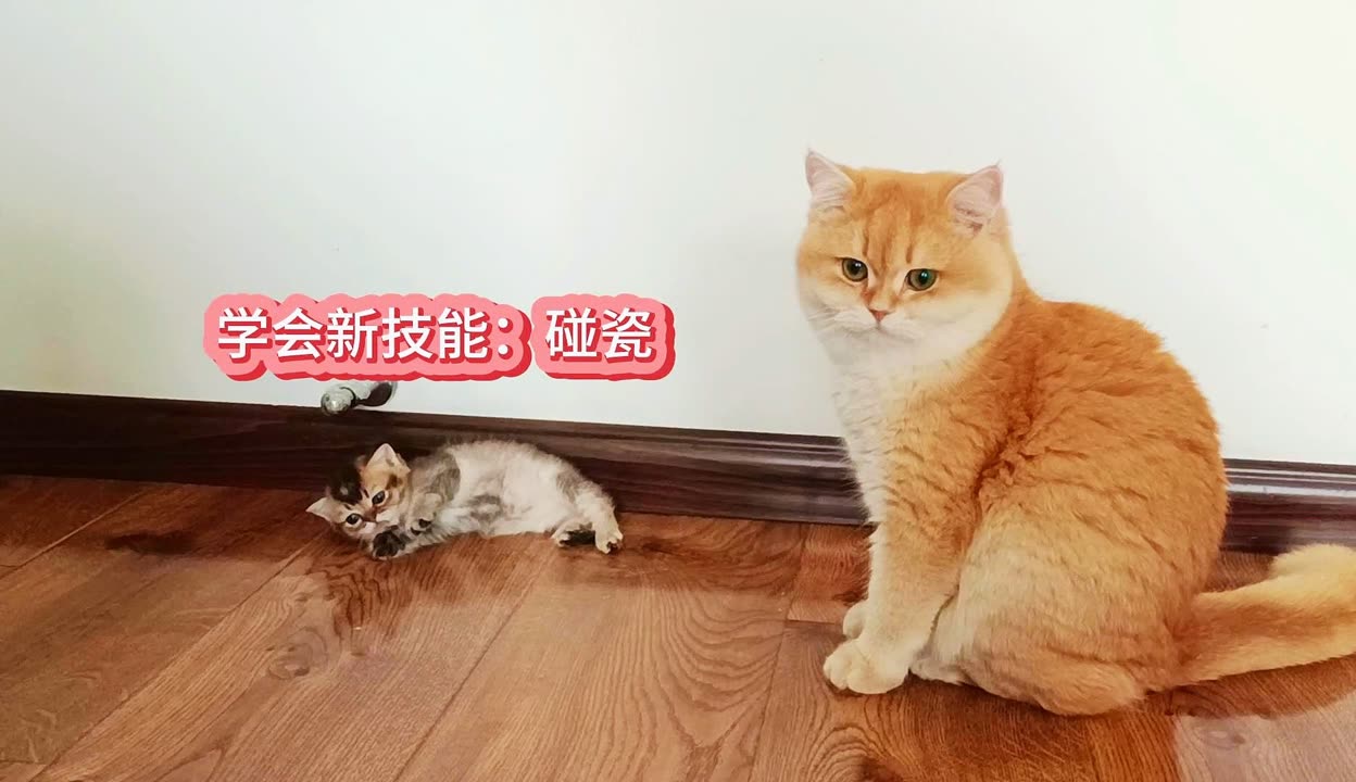 哎呦与偶像三胞胎奶猫图片