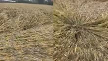 河南周口小麦收割时节遭连阴雨 有麦田麦浪发黑麦粒穗上生芽