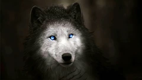 为什狼的眼睛能在夜间发光呢?