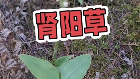 肾阳草治疗图片