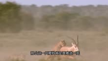 猎豹狩猎成年瞪羚，却被瞪羚50厘米长角刺穿腹部，险些命丧当场