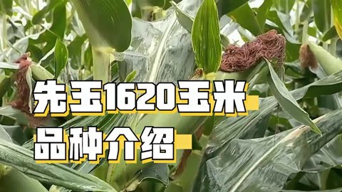 先玉1420 玉米审定图片