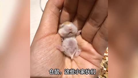 世界上最大的仓鼠最小图片