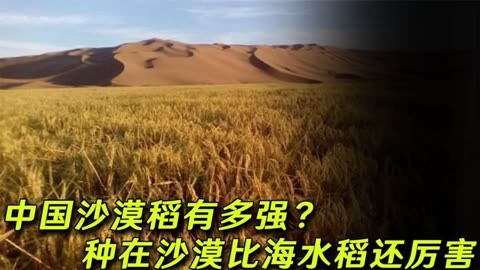 沙漠种水稻被禁止图片
