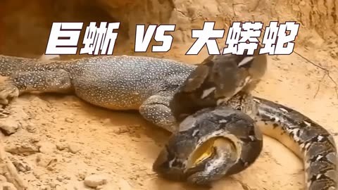 野性之美——巨蜥 vs 大蟒蛇