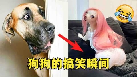 搞笑 盘点狗狗的搞笑瞬间