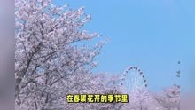 快来感受春日浪漫的气息吧：广州南沙十八罗汉山樱花节盛大开幕