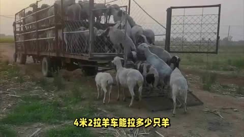 4米2拉羊车能拉多少只羊?