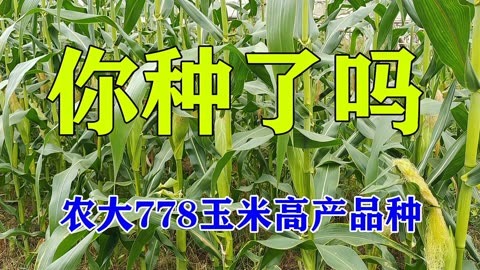 金赛608玉米品种简介图片