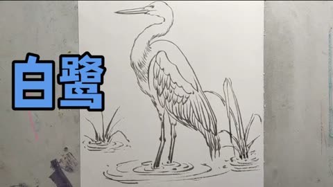 你见过白鹭吗?教大家白鹭的画法