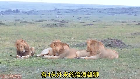 4头流浪雄狮和一头黑鬃雄狮争夺狮王的统治权